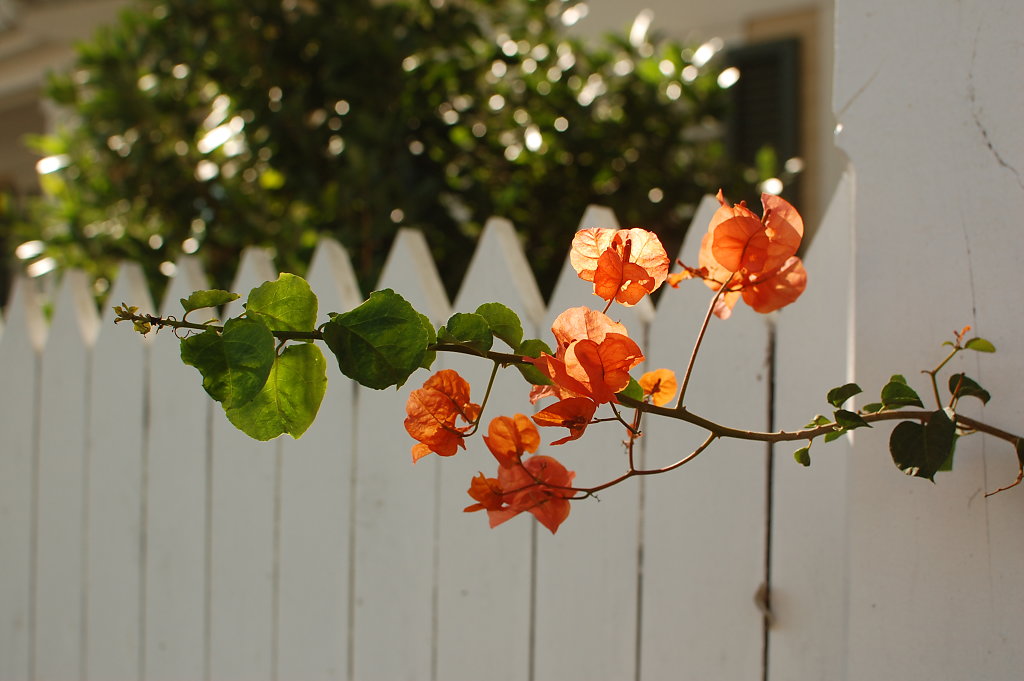 Key West, hibiscus